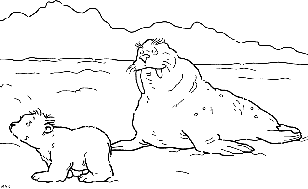 little polar bear004